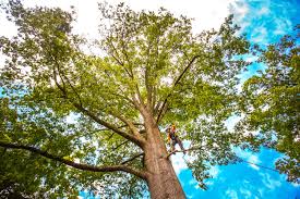 Best Tree Preservation Services  in Benld, IL