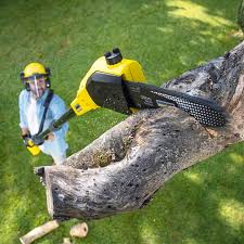 Best Lawn Disease Treatment  in Benld, IL