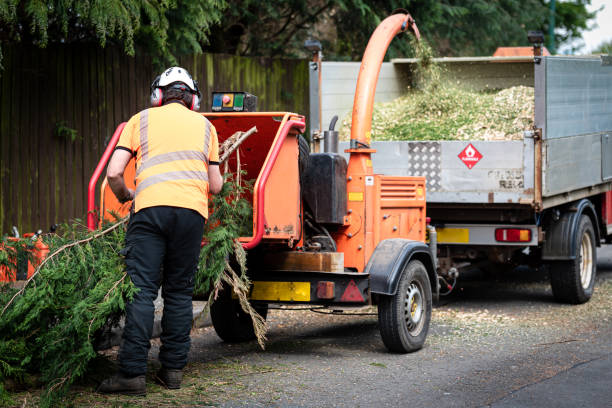 Best Hazardous Tree Removal  in Benld, IL