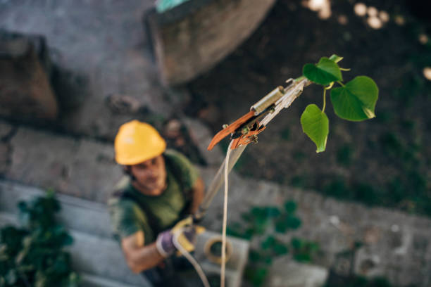 Best Commercial Tree Services  in Benld, IL