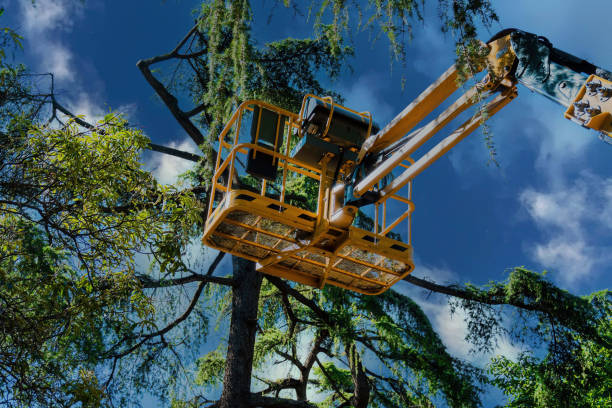 Best Tree Health Inspection  in Benld, IL