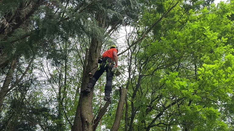 Best Tree Mulching  in Benld, IL
