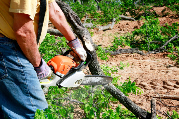 Trusted Benld, IL Tree Services Experts